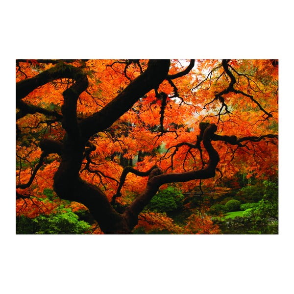 Fotoobraz Japonský javor, 90x60 cm