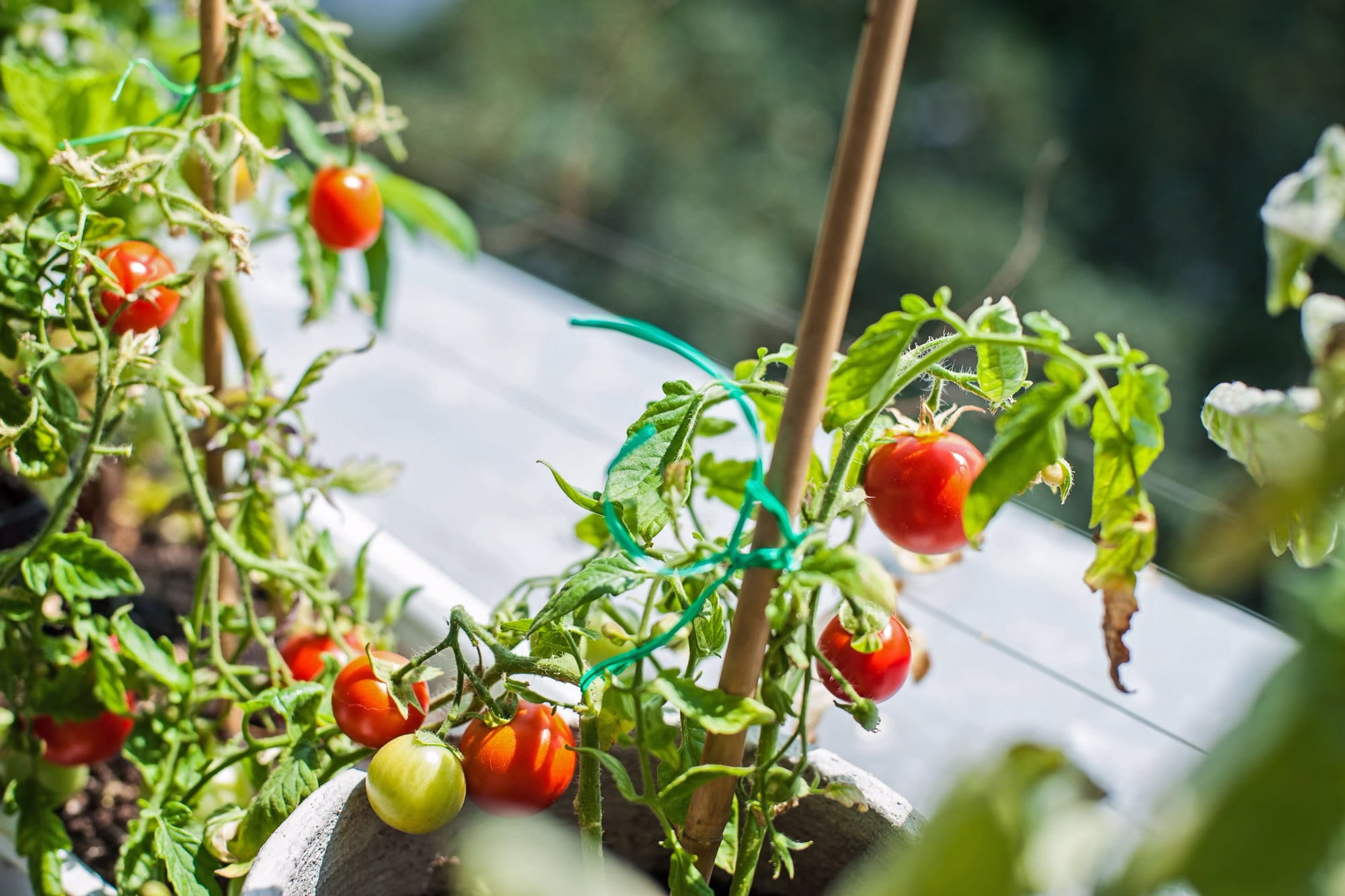 Отглеждайте собствени домати на балкона си.
