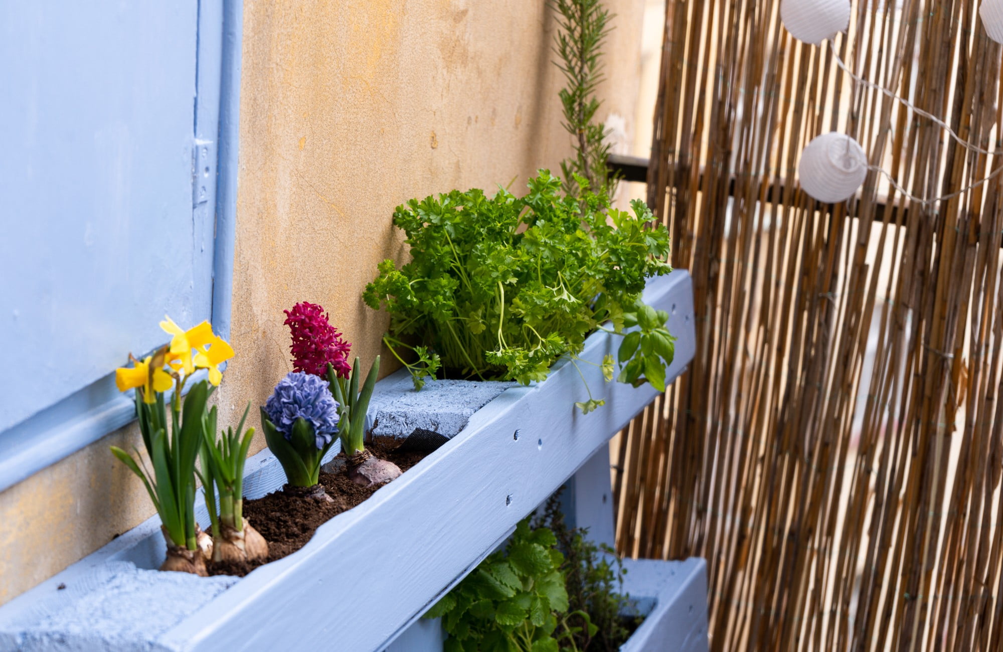 Дори на малък балкон можете да отглеждате много билки и зеленчуци.