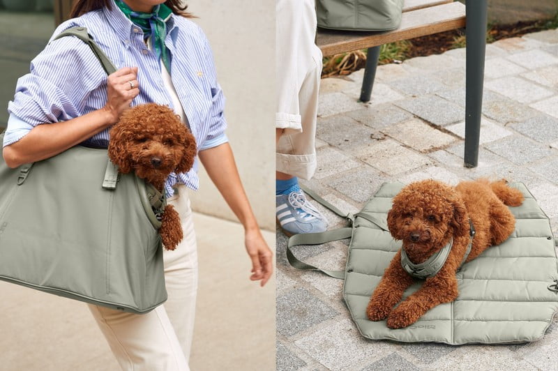 Вдъхновение: Домашни любимци