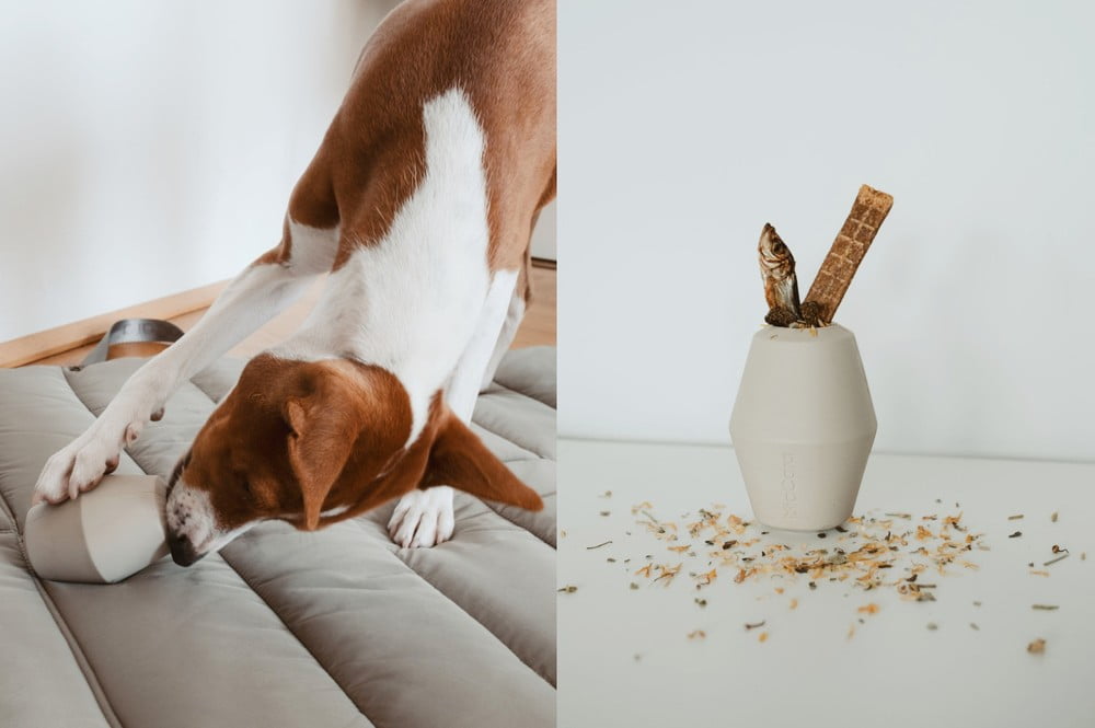 Вдъхновение: Домашни любимци