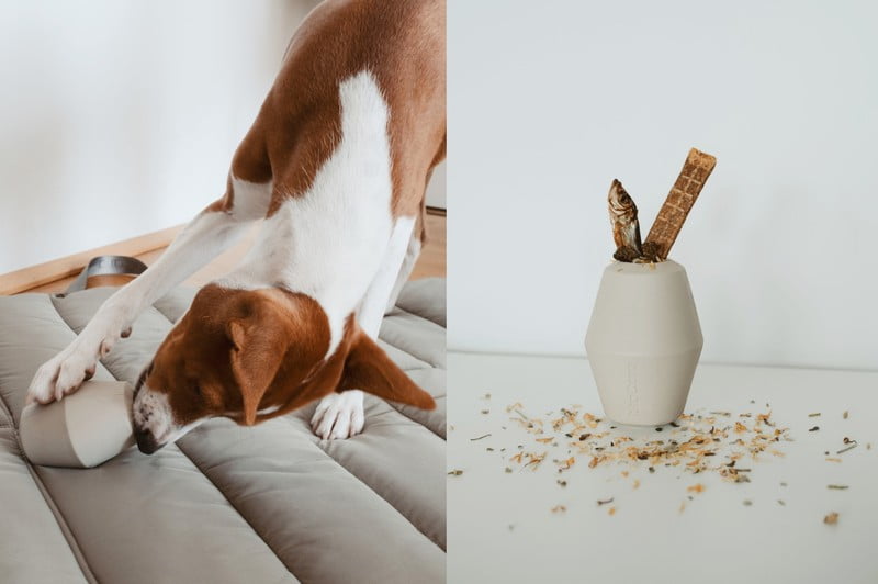 Вдъхновение: Домашни любимци