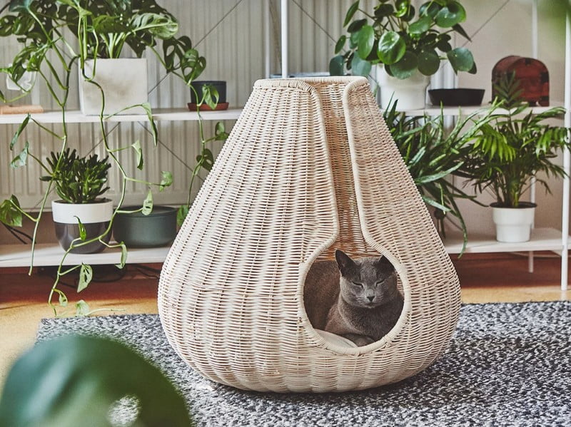 Вдъхновение: Домашни любимци